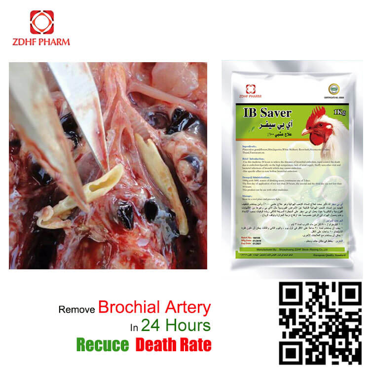 Chicken Respiratory Embolism Forming Reason / Treatment