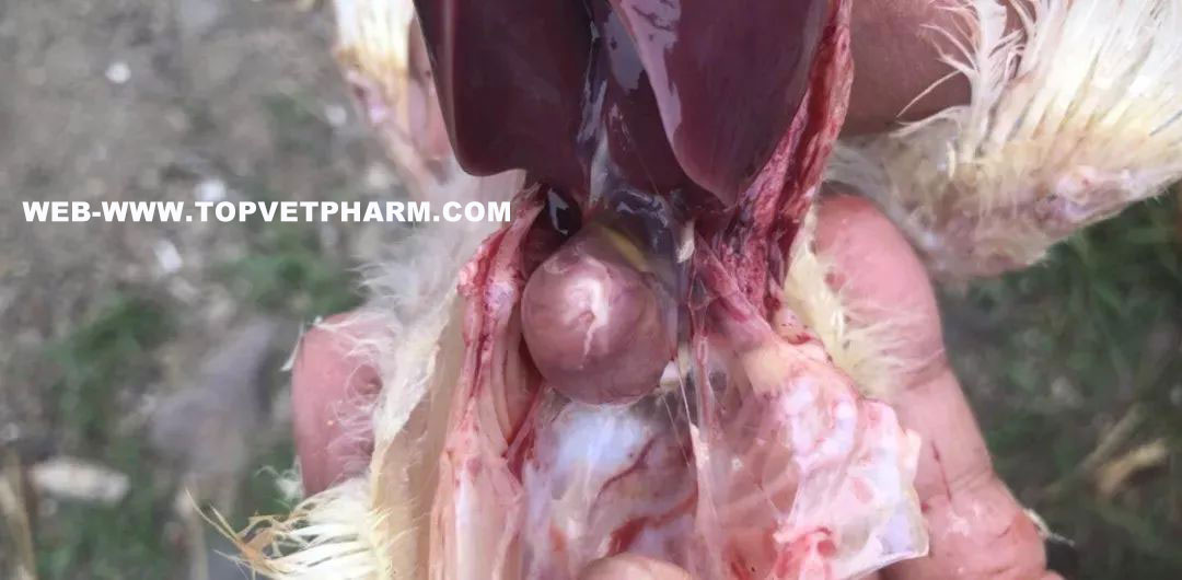 Negative Effects Of Mycotoxins Mold In Poultry Farming