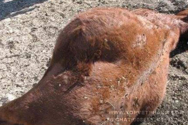 Cattle Sheep Bloating Reason . And How To Deflate Bloating?