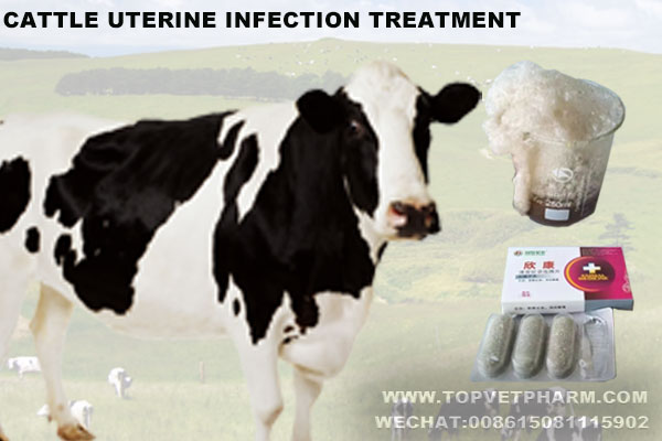What are the symptoms of uterine infection in cattle? And how to treatment effective with 0 harmful ？