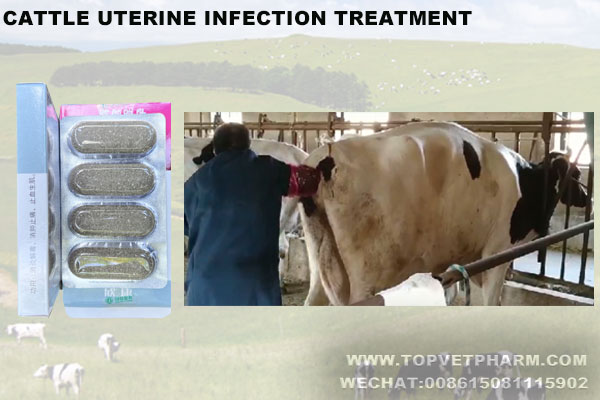 What are the symptoms of uterine infection in cattle? And how to treatment effective with 0 harmful ？