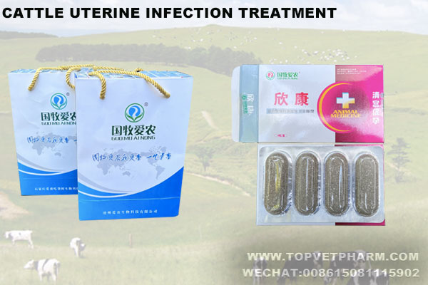 What are the symptoms of uterine infection in cattle? And how to treatment effective with 0 harmful ？