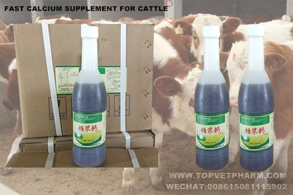 How To Choose Suit Calcium For Your Cattle ?