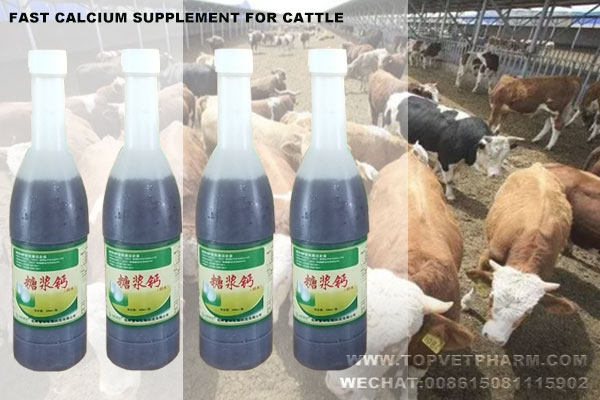 How To Choose Suit Calcium For Your Cattle ?