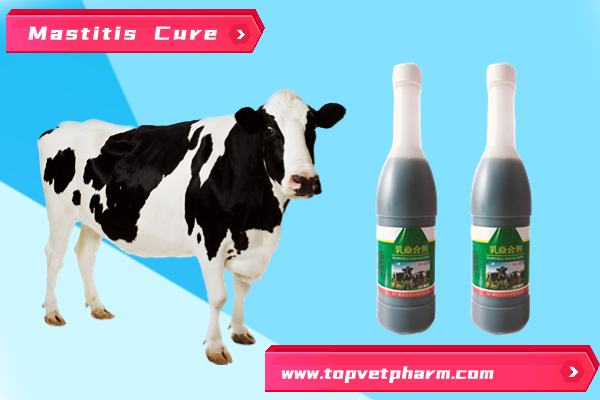Mastitis In Dairy Cows - Reason . Symptoms. Prevention. Treatment.