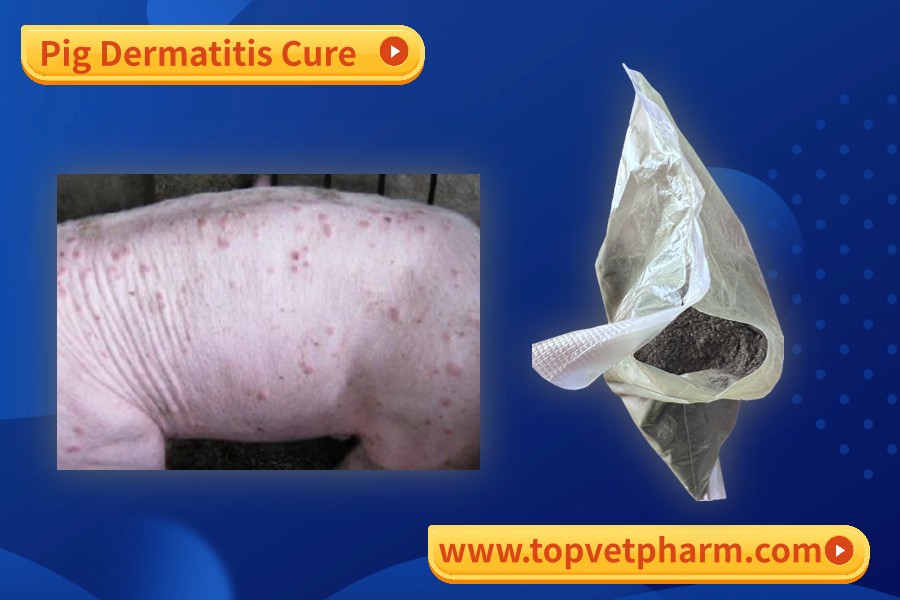 How to treat my pig dermatitis ??