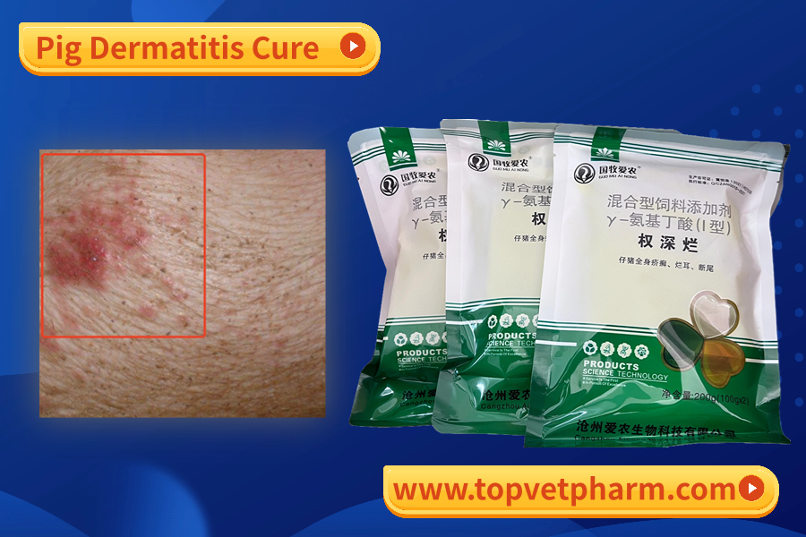 How to treat my pig dermatitis ??