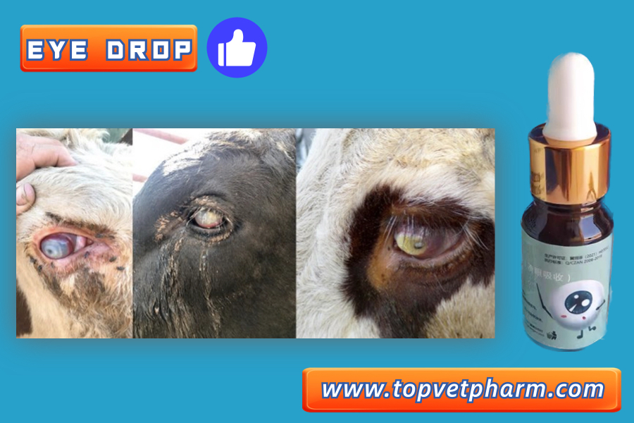 How to treat Mycoplasma conjunctivae in sheep ???