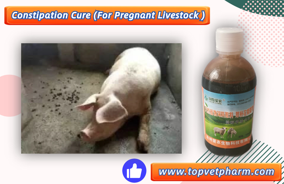 what is the Pregnant livestock constipation symptom and treatment ??what is the Pregnant livestock constipation symptom and treatment ??