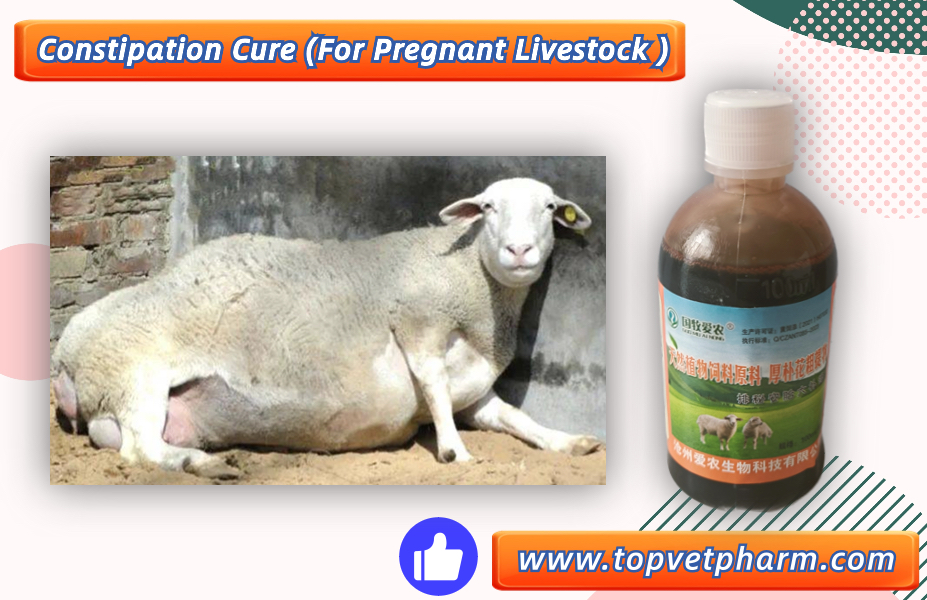 what is the Pregnant livestock constipation symptom and treatment ??what is the Pregnant livestock constipation symptom and treatment ??