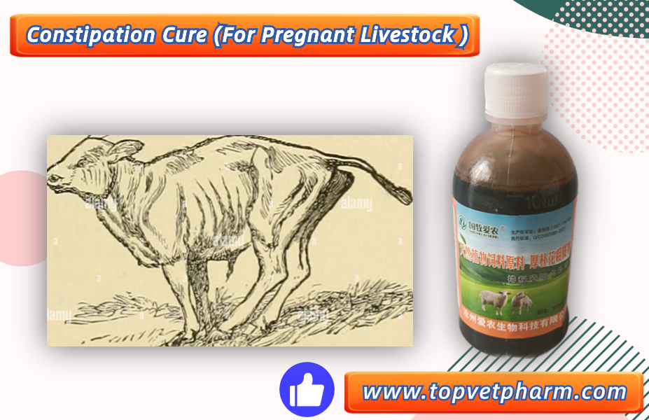 what is the Pregnant livestock constipation symptom and treatment ??what is the Pregnant livestock constipation symptom and treatment ??