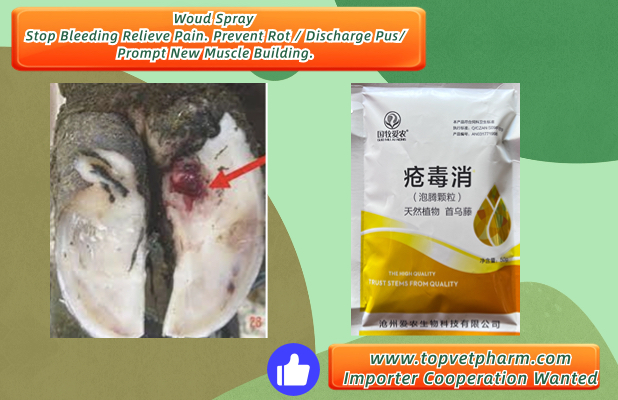 wound treatment for cattle.jpg