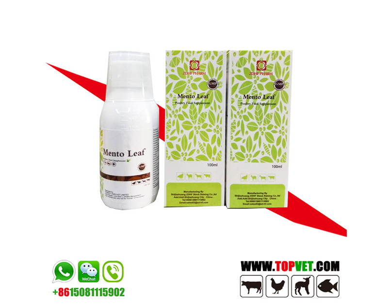 Mento Leaf Mento Leaf