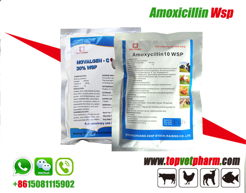 Amoxicillin Water Soluble Powder 