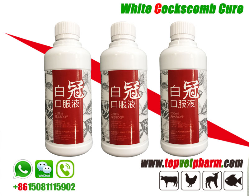 Chicken White Cockscomb Cure