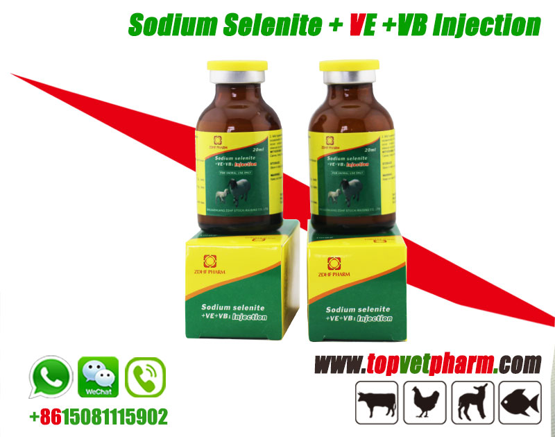 Sodium Selenite Vitamin E  Vitamin B Injection