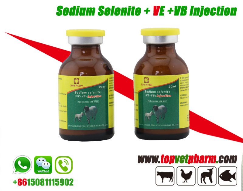 Sodium Selenite Vitamin E  Vitamin B Injection