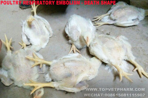 Chicken Respiratory Embolism Forming Reason / Treatment