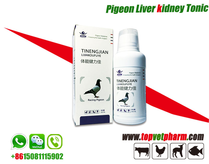Pigeon Liver Kidney Tonic.
