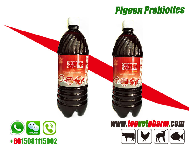 Pigeon Probiotics Supplements