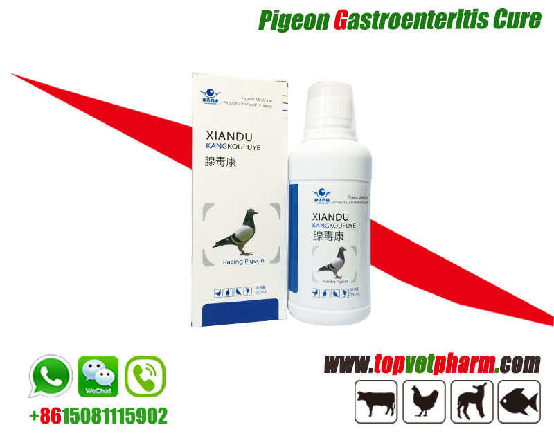 Pigeon Gastroenteritis Cure