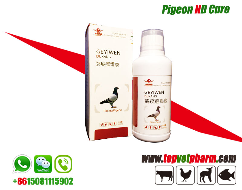 Pigeon ND Cure