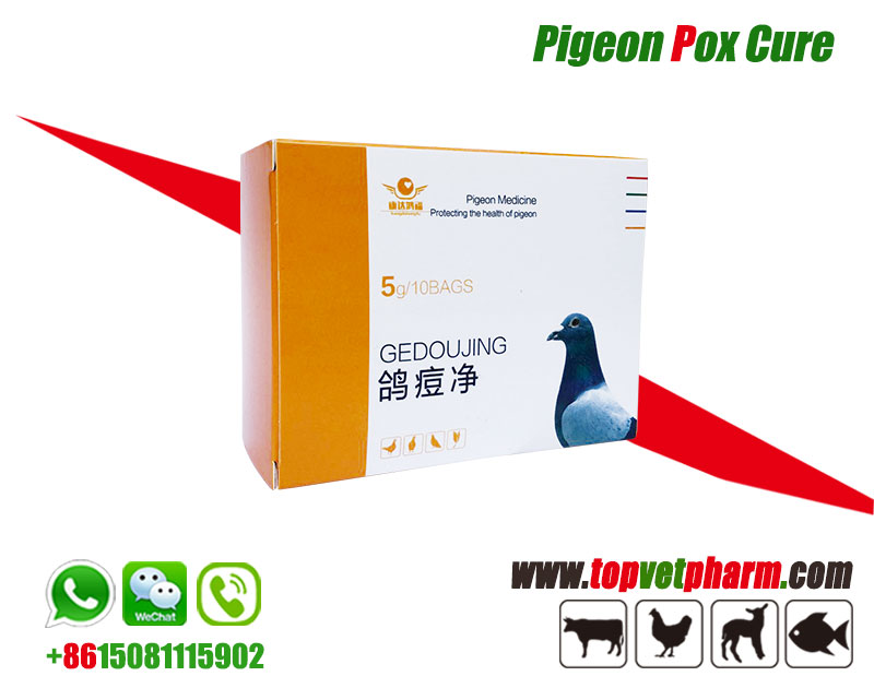 Pigeon Pox Cure