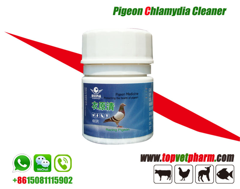 Pigeon Chlamydia Cleaner