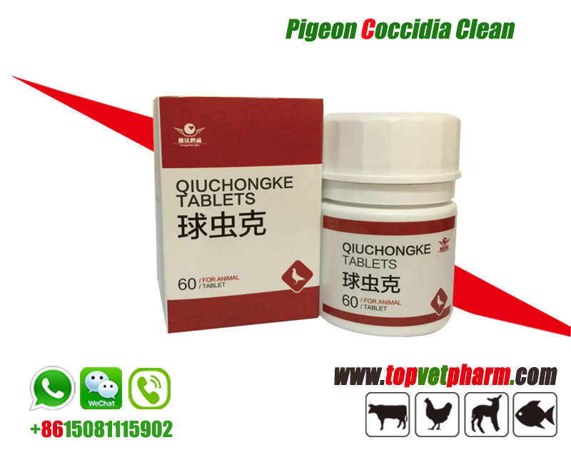 Pigeon Coccidia Clean