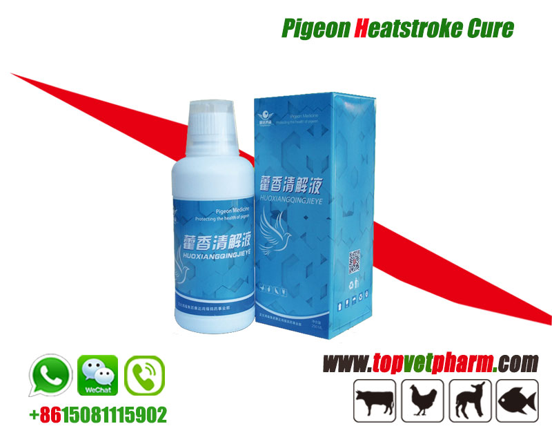 Pigeon Heatstroke Cure