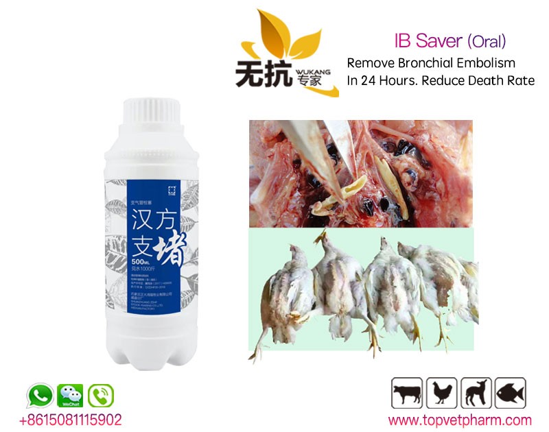 Chicken Bronchial Embolism Oral Solution