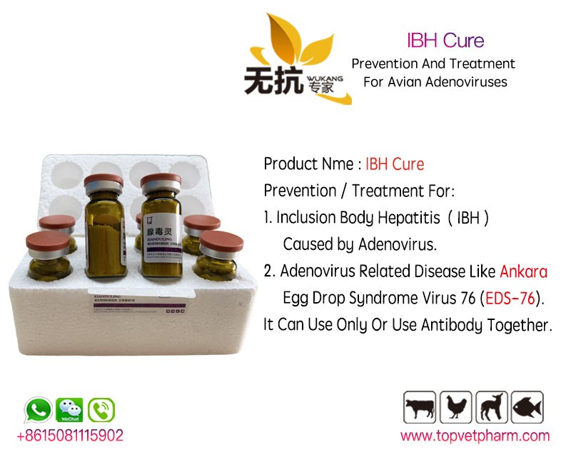 IBH Cure