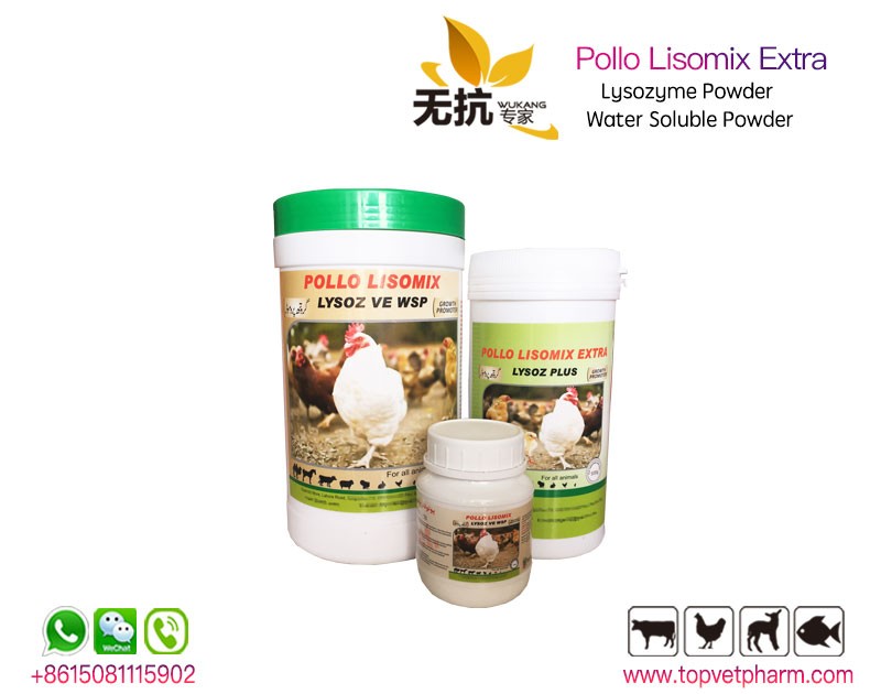 POLLO LISOMIX - Lysozyme Powder