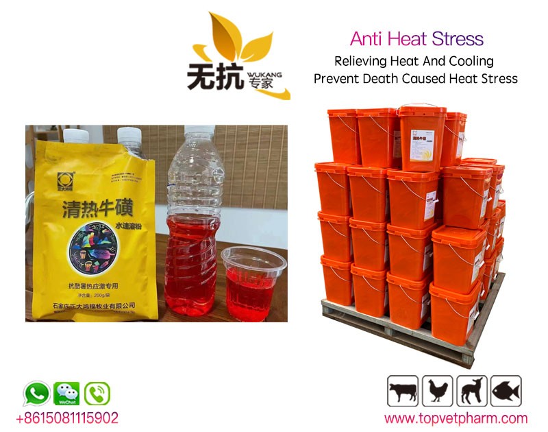 Poultry Anti Heat Stress Powder