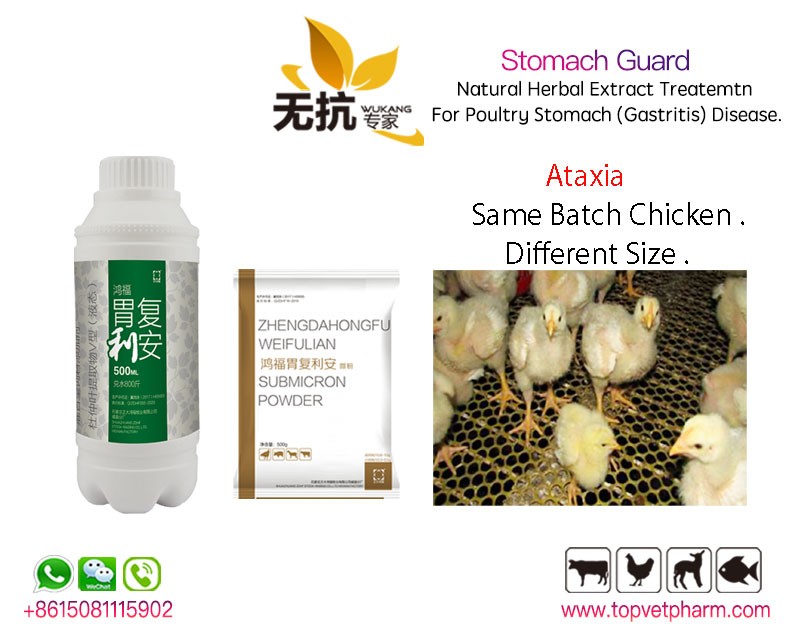 Stomach Guard