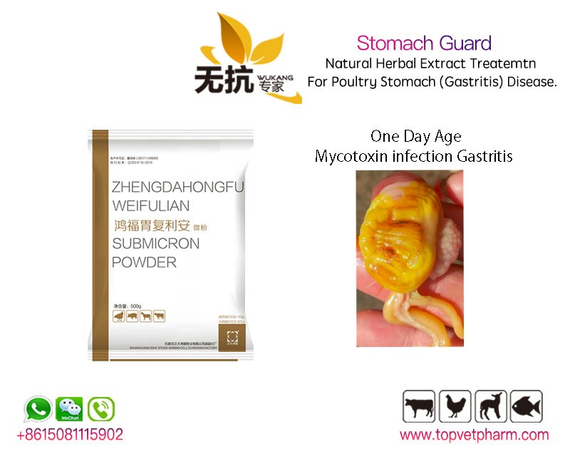 Stomach Guard