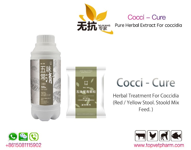 Cocci Cure