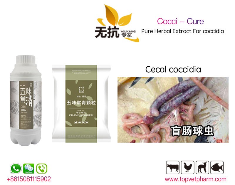 Cocci Cure