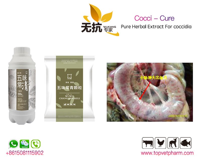 Cocci Cure