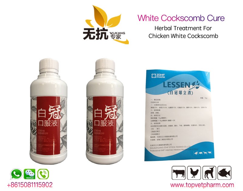Chicken White Cockscomb Cure