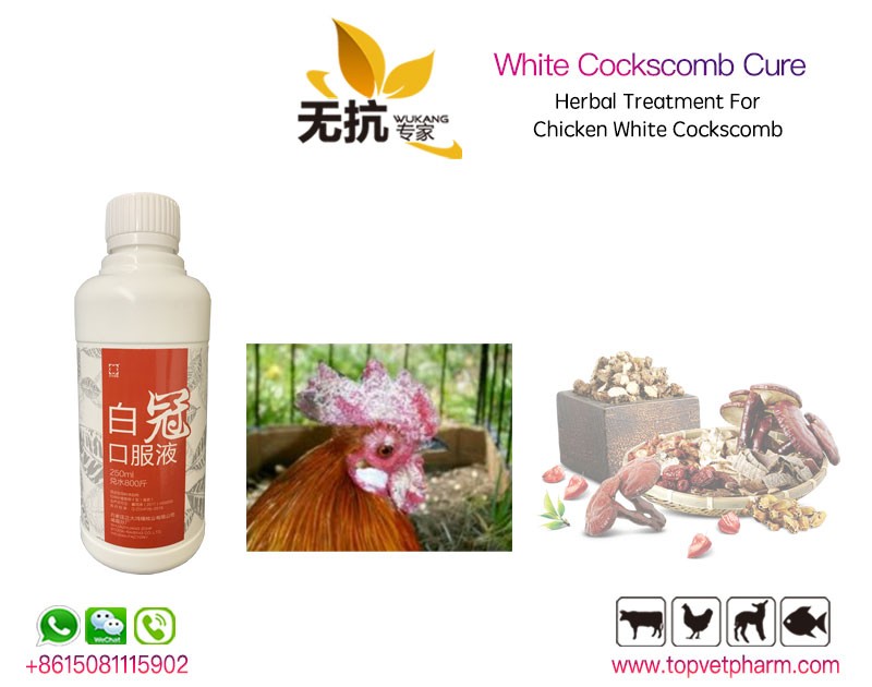 Chicken White Cockscomb Cure