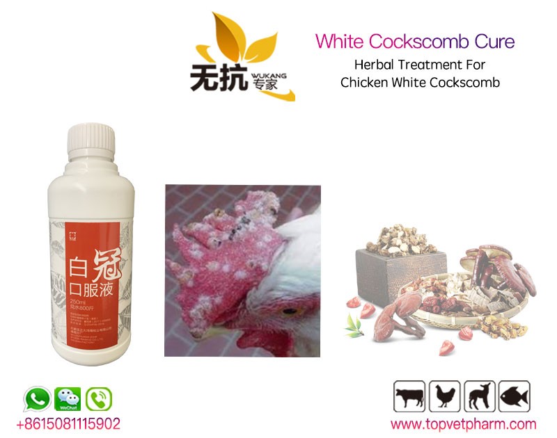 Chicken White Cockscomb Cure