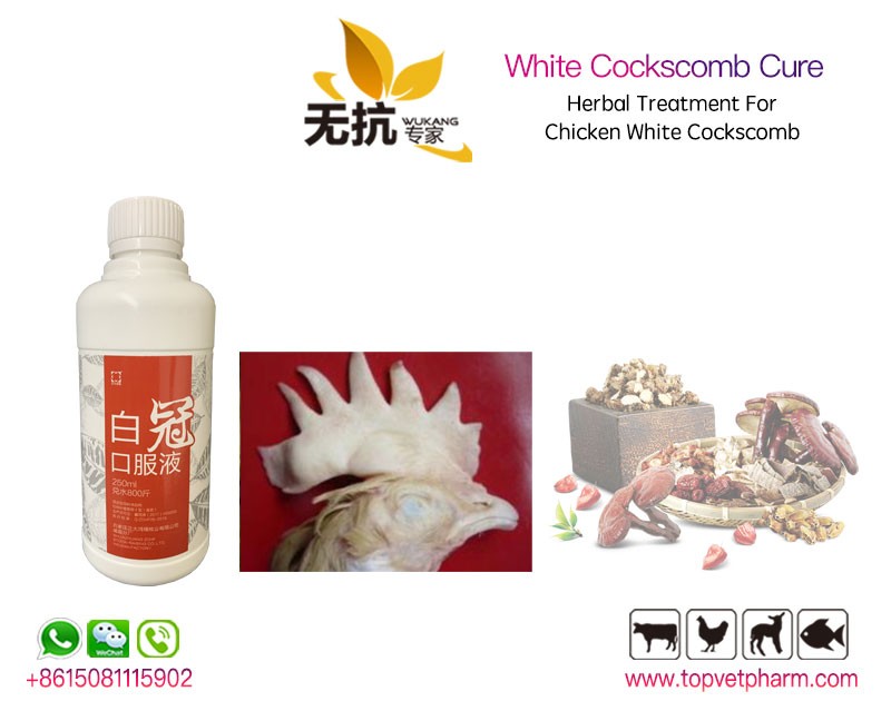 Chicken White Cockscomb Cure