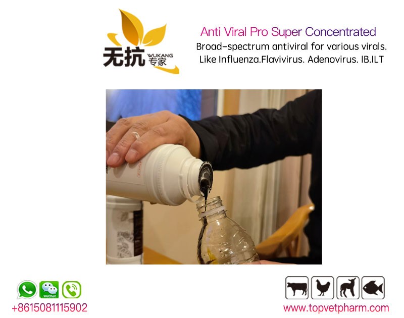 Anti Viral Pro Super Concentrated 