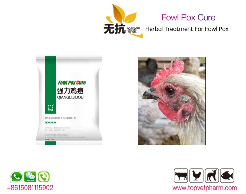 Fowl Pox Cure