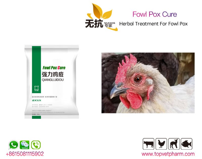 Fowl Pox Cure