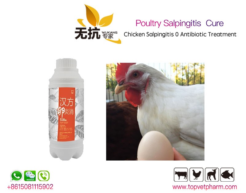 Poultry Salpingitis 