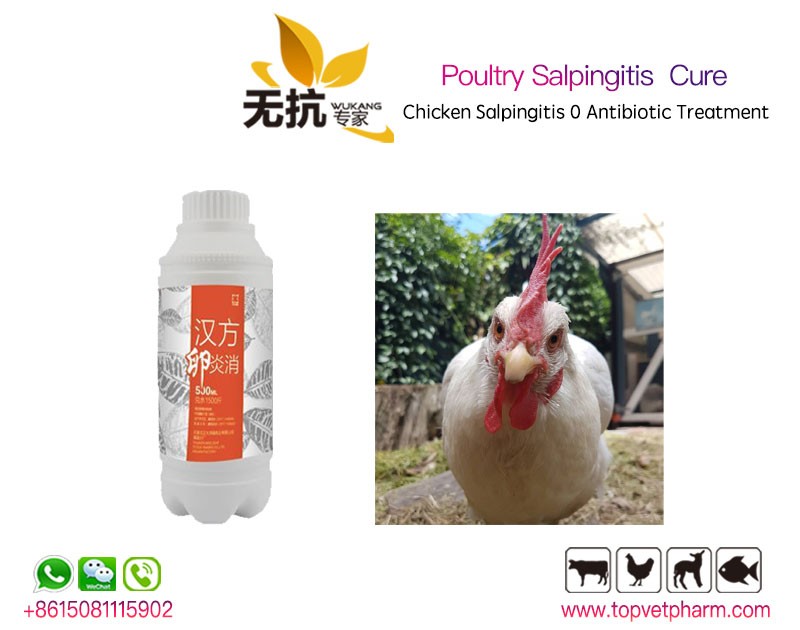 Poultry Salpingitis 