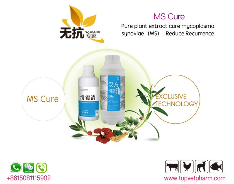 MS Cure