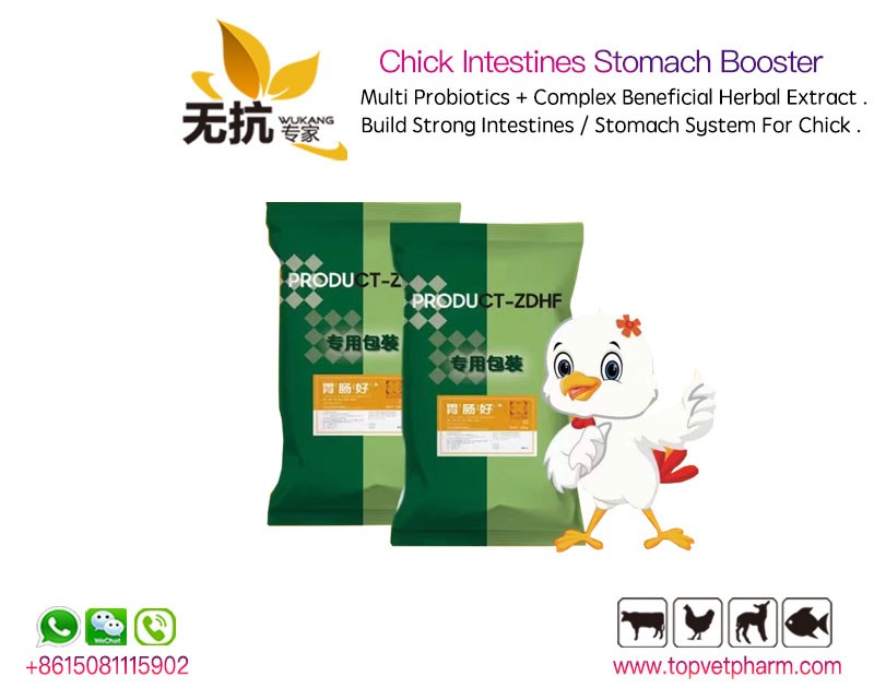 Chick Intestines Stomach Booster